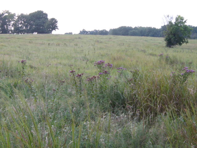 Grasslands