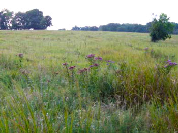 Photo of the area grasslands