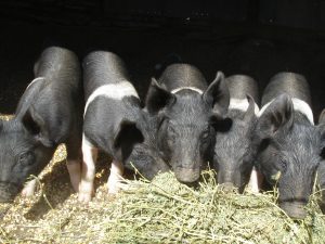 Heritage Pork