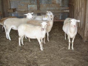 Pastured Lamb