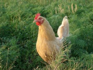 Pastured Chickens and Eggs