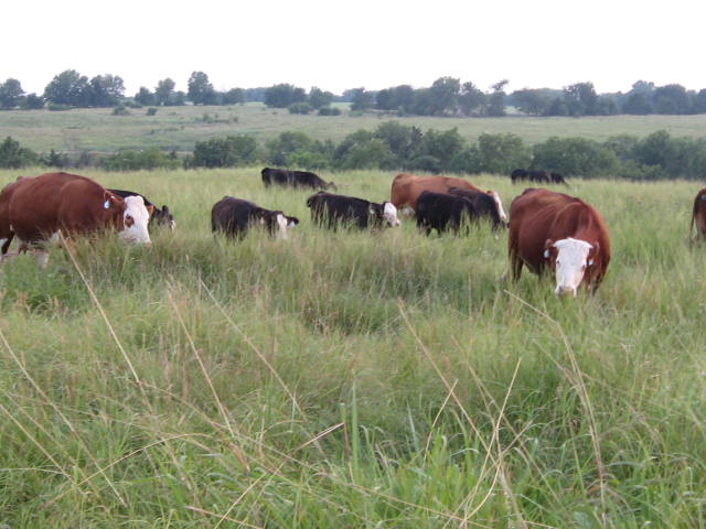 Cattle grazing on natural prairie grass.