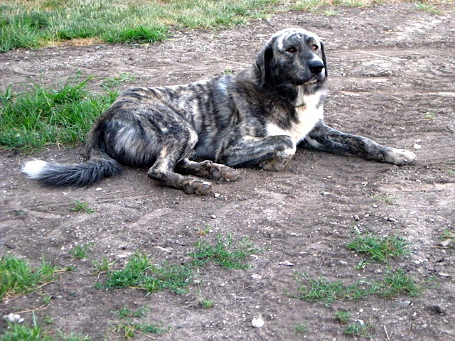 Anatolian guardian dog, Rupert, contemplates life