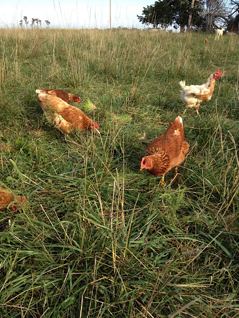 Chickens hunting for bugs