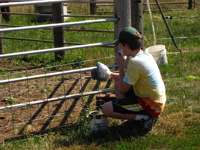 Grandson does some fence painting.