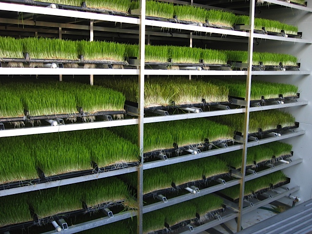 Hydroponic Wheatgrass chamber