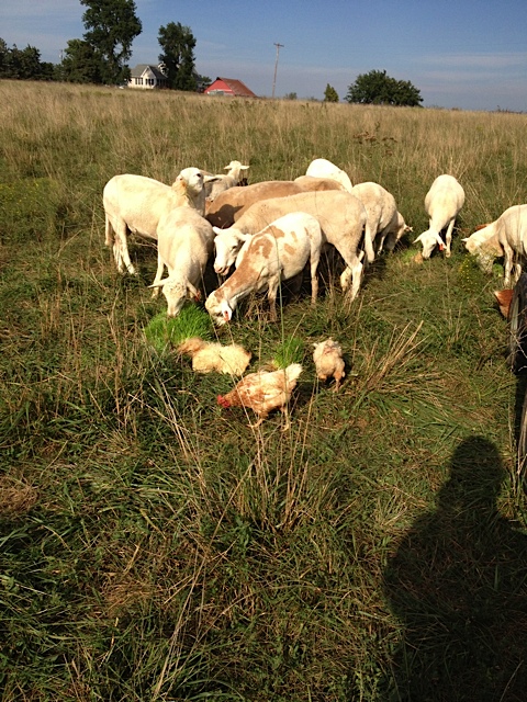Pasture Sheep and Chickens