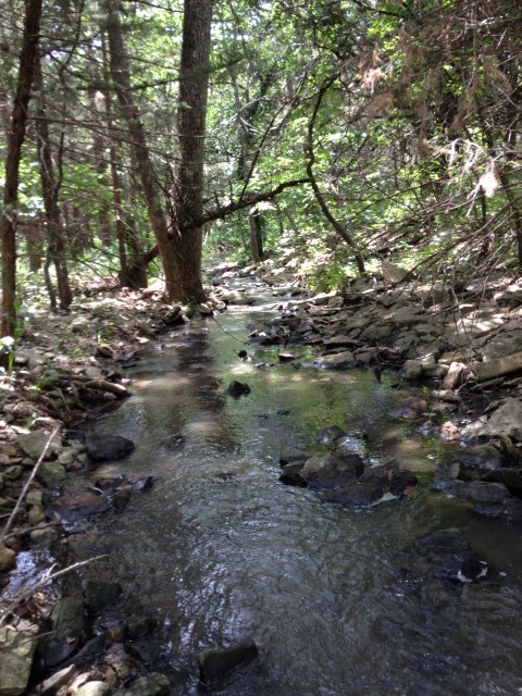 Spring-fed stream in the woodlands